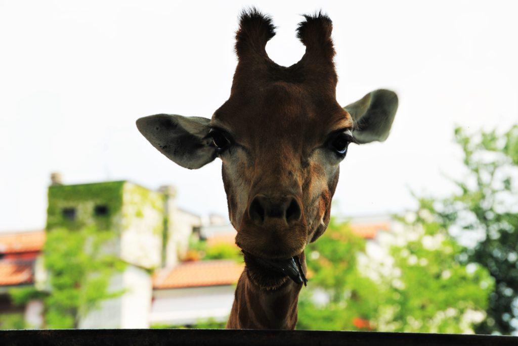 "Say cheese!": il primo piano di una simpatica giraffa nel parco Le Cornelle.